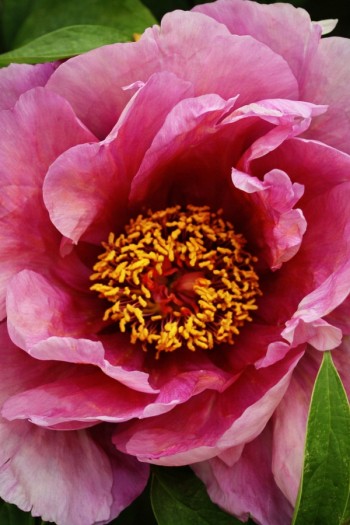 Півонія Іто-гібрид Янкі Дудл Денді|Paeonia ITOH Yankee Doodle Dandy|Пион Ито-гибрид Янки Дудл Денди